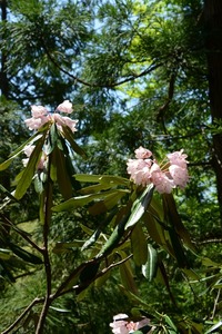 シャクナゲの花1の写真