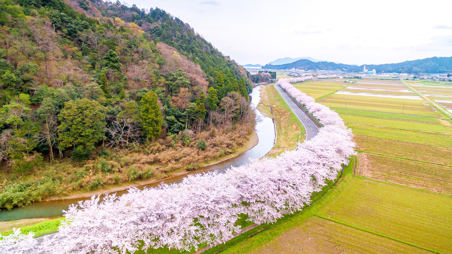 桜